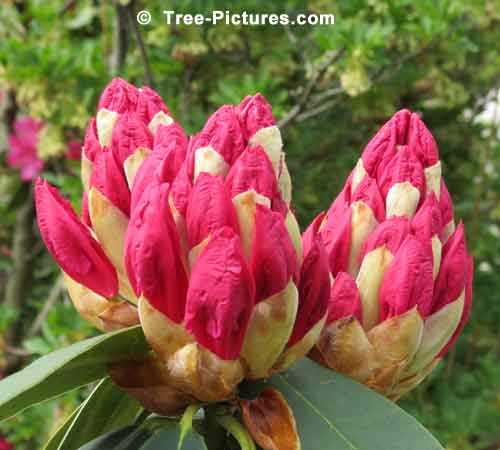 Rhododendrons, Impressive Rhododendron PicturesCluster of Three Red Rhododendrons