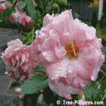 Rose Shrub Flower, Picture of Pink Rose Shrub Flower with Rain Droplets, Image of Roses