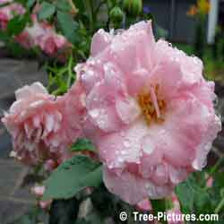 Roses: Picture of Pink Rose Shrub Flower with Rain Droplets