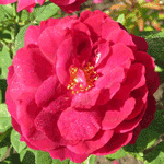 Magnificent Red Rose Flower | Rose-Blooms @ Tree-Pictures.com