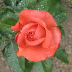 Rose Picture: Red Rose Just Beginning To Open