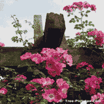 Rose Pictures: Climbing Red Roses
