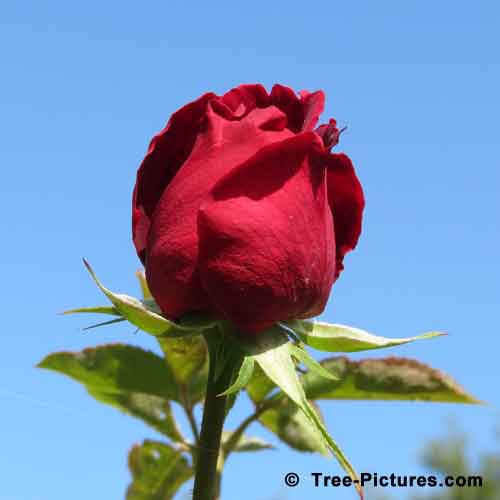 Pictures of Roses: Amazing Yellow Sky Image with Trees in the Background