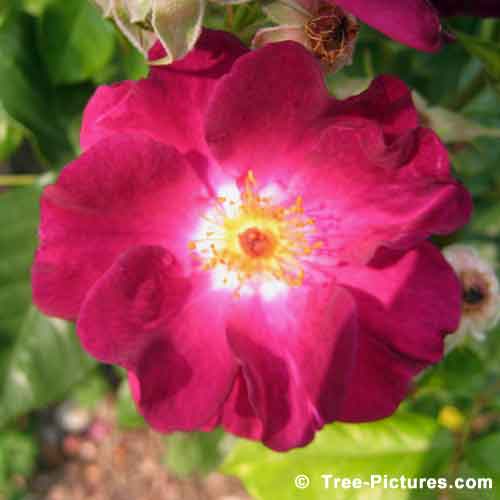 Rose Tree Pictures, Red Rose Petals with Pretty Highlights Picture