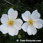 Rose Pictures: 5 Petal White Rose Bloom