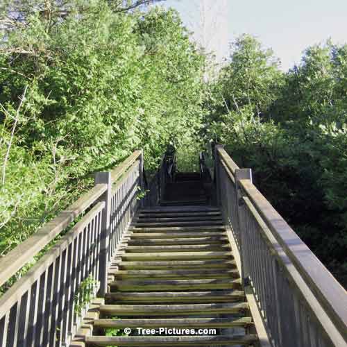 Spring Tree Pictures, 99 Steps Up Through the Cedar Trees Photo