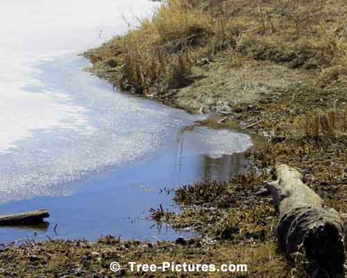 Spring  Tree Pictures, Tree Logs at the Lakes Edge Pic