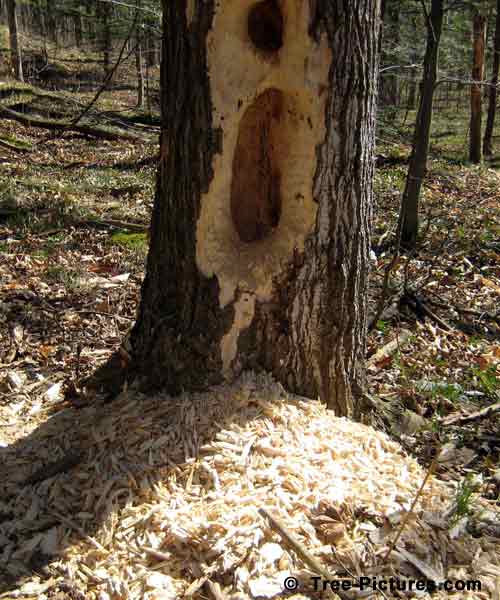 Spring Tree Pictures,  Hungry Signs in the Forest