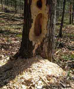 Forest Tree Services: Removal of Dead Trees