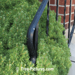Spruce Tree: Alberta Drawf Species Type of Spruce Trees