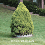 Spruce Tree: Alberta Drawf Type of Spruce Trees