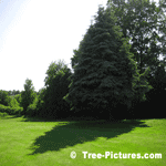 Blue Spruce Tree, Picture of a Colorado Blue Spruce Tree with Cones
