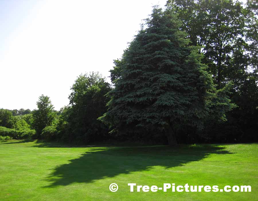 Blue Spruce Trees, Picture of a Colorado Blue Spruce Tree with Cones | Tree:Spruce:Colorado at Tree-Pictures.com