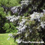 Blue Spruce Needles, New Colorado Spruce Tree Needles