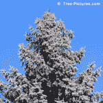 Blue Spruce Tree, Picture of a Colorado Blue Spruce Tree with Cones