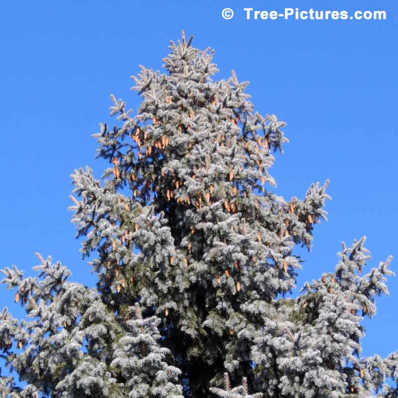 Blue Spruce Trees, Picture of a Colorado Blue Spruce Tree with Cones | Tree:Spruce:Colorado at Tree-Pictures.com
