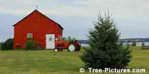 Spruces: White Spruce Tree Farm Landscape Photo