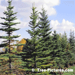 Pictures of Spruce Trees; Row of Newly Planted White Spruce Type of Trees Held Upright by Ropes, Not Recommended, Stakes With Wire Best