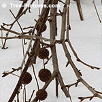 Sycamore Tree Picture: Fruit from the Sycamore Tree Still on Tree in Winter