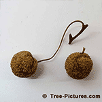 Sycamore Tree Picture: Fruit from the Sycamore Tree
