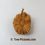 Sycamore Pictures, Lots of Images, Photos