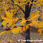  sycamore tree picture