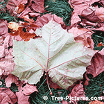 Sycamore Tree Picture: Back Side of Sycamore Leaf