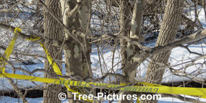 sycamore tree picture