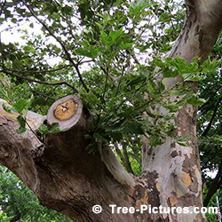 Sycamores Tree Pictures: Sycamore Required Tree Service