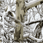 Tree Pictures, Sycamore Tree Type Picture