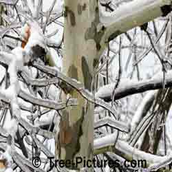 Sycamore Trees: Camaflouge Designed Bark of the Sycamore Tree - Seedlings