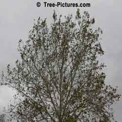 Sycamores: Fall Sycamore Tree | Tree:Sycamore+Autumn at Tree-Pictures.com