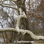 Sycamores: Branch & Bark of the Sycamore Tree, Identify a Sycamore Tree by it's Bark | Tree+Sycamore @ Tree-Pictures.com