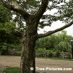 Sycamore Tree Pictures: Fall Picture of Sycamore Trees Trunk and Camouflage Bark Tree+Sycamore+LondonPlaneTree