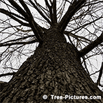 Sycamore Tree Pictures: Fall Picture of Sycamore Trees Trunk and Camouflage Bark Tree+Sycamore+LondonPlaneTree