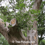 Sycamore Tree Picture; Bark, Trunk Photo of Sycamore Trees