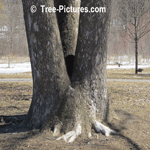 Sycamore Tree Pictures: American Sycamore Tree Bark