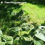 Walnut Tree Pictures - Black Walnut Tree Catkins