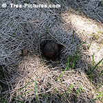 Picture of Green Walnuts turned Black after dropped from the Tree