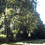 Walnut: Black Walnut Tree Hit by Lightning