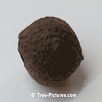 Walnut, Black Walnut Tree Nut Photo