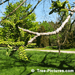 Walnut Tree Pictures - Black Walnut Tree Catkins