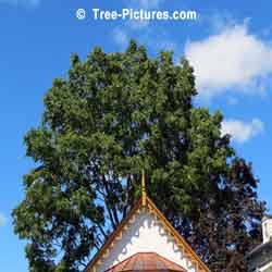 Walnut: Black Walnut Tree