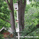Picture of Large Walnut Tree