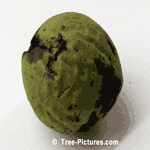 Green Walnut, From the Black Walnut as Fallen from the Tree