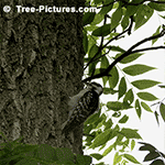 Tree Pictures, Juglans Walnut Tree Pictures