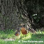 Walnut Tree Pictures - Black Walnut Tree Bark