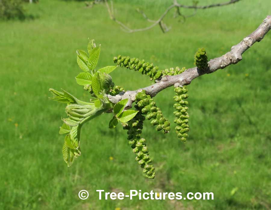 Walnut Tree: Leaf, Catkins, Bark, Leaves of Black Walnut Trees Photo | Trees:Walnut:Black at Tree-Pictures.com