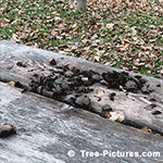 Walnuts Squirrel mess and black Husk Decay