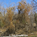 Willow Tree Types: Twisted Curly Willow Trees Branches